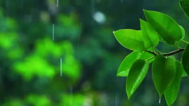 Ağaçta taze yeşil yapraklar var. doğa arkaplanı.