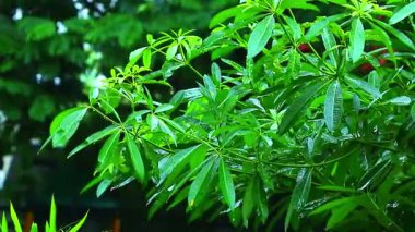 Güzel botanik fotoğrafı, doğal duvar kağıdı.