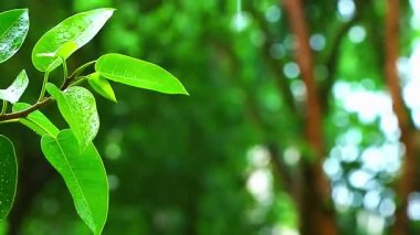 Yeşil yapraklar arka plan, doğal arkaplan