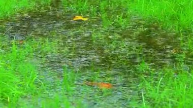 Ormanda yeşil çimenler