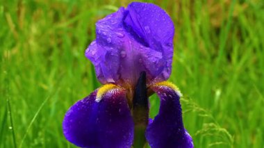 Bahçedeki güzel çiçek.