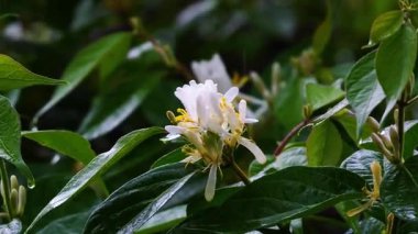 Bahçedeki çalıların üzerinde beyaz çiçekler ve yapraklar