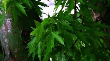 Bahçede yeşil yapraklar