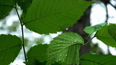 Ormanda yeşil yapraklar