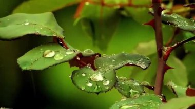 Açık havada yetişen yeşil bitkilerin kapatılması