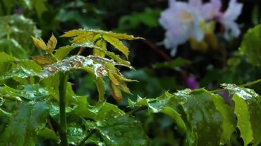 Bahçede yeşil yapraklar