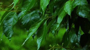 Yeşil yapraklara yağmur damlaları