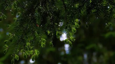 Bahçede yeşil yapraklar.
