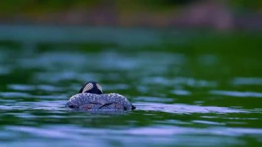 Sudaki büyük karabatak (phalacrocorax carcarcarus)