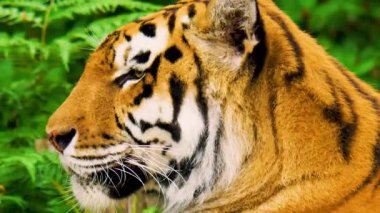 Kaplan hayvan, şirin kaplan memeli.