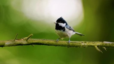 Bir ağacın dalındaki kuş.