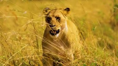 Çimlerdeki aslan. yüksek kaliteli fotoğraf