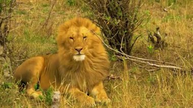 Afrika savanındaki aslan.