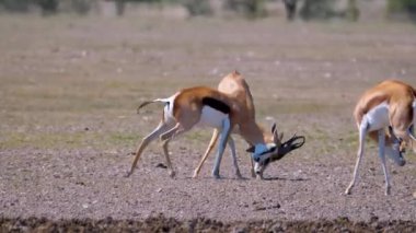 Afrika 'da İmpala Antilobu