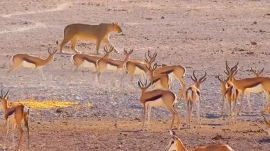 Sürünün ortasında bir ceylan grubu.