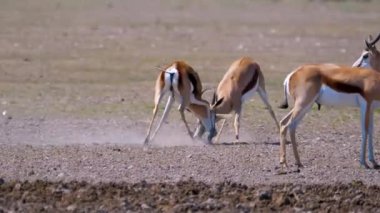 Bir grup beyaz ceylan.