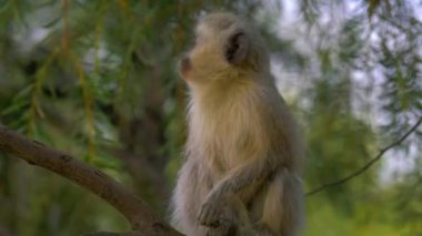 Küçük bir maymun ağaçta oturuyor..