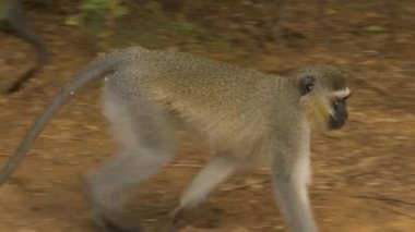 Doğadaki bir maymun.