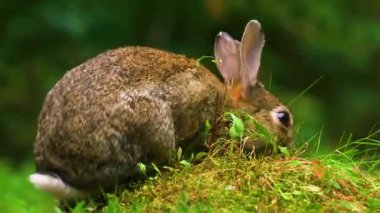 Çimlerde sevimli küçük bir tavşan, doğal yaşam ortamı arka planında vahşi genç bir tavşan sevimli bir tavşancık bahçede, sevimli bir hayvan doğal arka planda