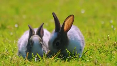 Tavşan, Paskalya tavşanı, tavşan