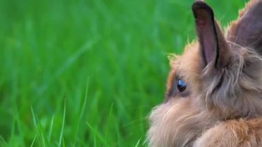 bir çayır üzerinde tavşan