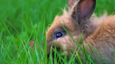 Tavşanlar çimlerde, yaklaşın.