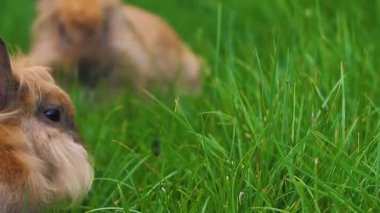 Yeşil çimenlerin üzerinde tavşan