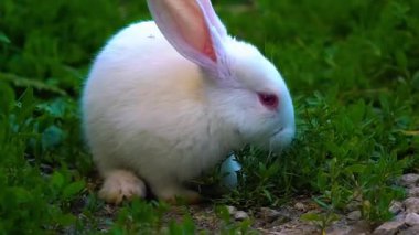 Beyaz tavşan yeşil çimlerin üzerinde oturuyor..