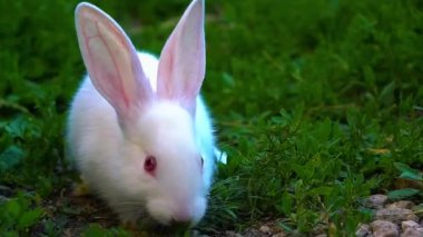 Beyaz tavşan çimlerin üzerinde