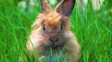 Yeşil çimenlerde oturan tavşan