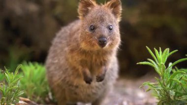 Avustralya kangurusu (Avusturalya makropopus rupusu) bir ağacın üzerinde