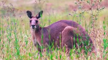 Alanında vahşi kanguru