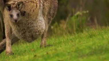 Avustralya çayırlarında kanguru