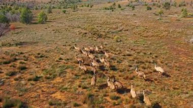Dağlarda otlayan inek sürüsünün havadan görünüşü