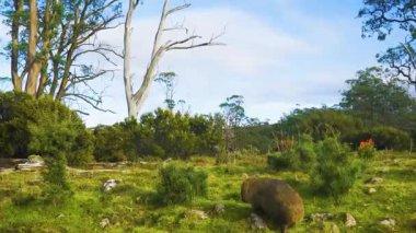 Ormandaki büyük bir vahşi hayvan grubu.