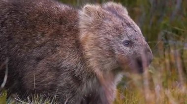 Avustralya 'da büyük kahverengi bir kanguru.