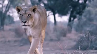 Aslan vahşi, Afrika, Kenya