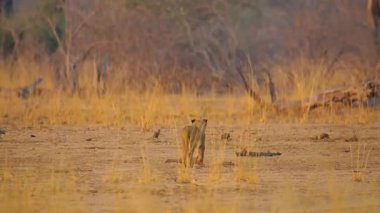 Ormanın ortasında vahşi bir geyik. Vahşi yaşam. Vahşi yaşam