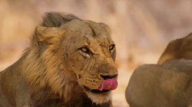 Aslan, hayvan, vahşi yaşam, doğa.