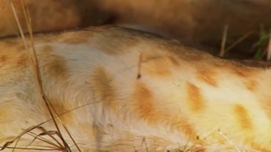 Şirin kedi manzarasını kapat