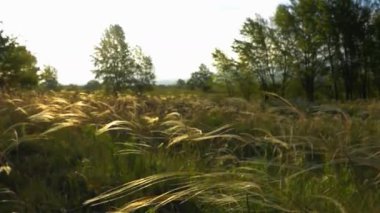 Çimen tarlası ve büyük buğdaylı sonbahar manzarası