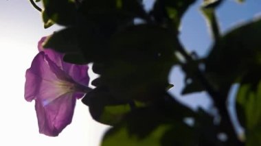 Gökyüzünün arka planında güzel mor çiçekler