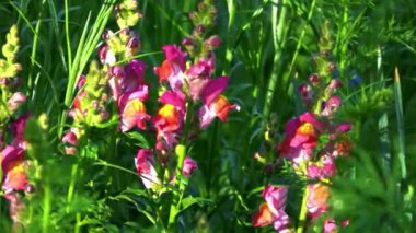 Bahçedeki güzel çiçekler