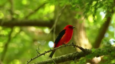 Ağaçta tünemiş kızıl saçlı güzel bir ağaçkakanın yakın plan çekimi.