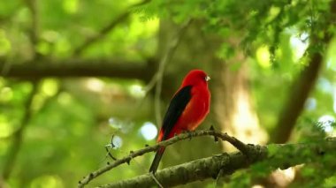 kırmızı - belbelus (phoenruus ruollus )