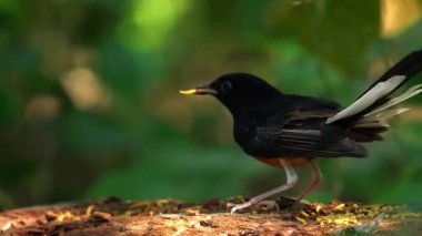 Bir kuş ağaç dalında oturuyor.
