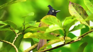 bird on tree branch in nature