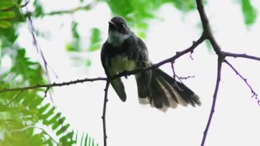 Ormandaki siyah başlı kuş.