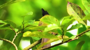 Ormanda bir daldaki kuş.