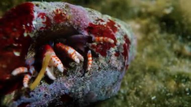 Deniz yaşamı, ahtapot, deniz yaşamı.